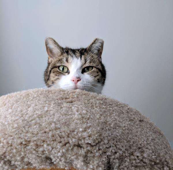 /Images/uploads/Cat Welfare Association/catwelfare2019calendarcontest/entries/6899thumb.jpg